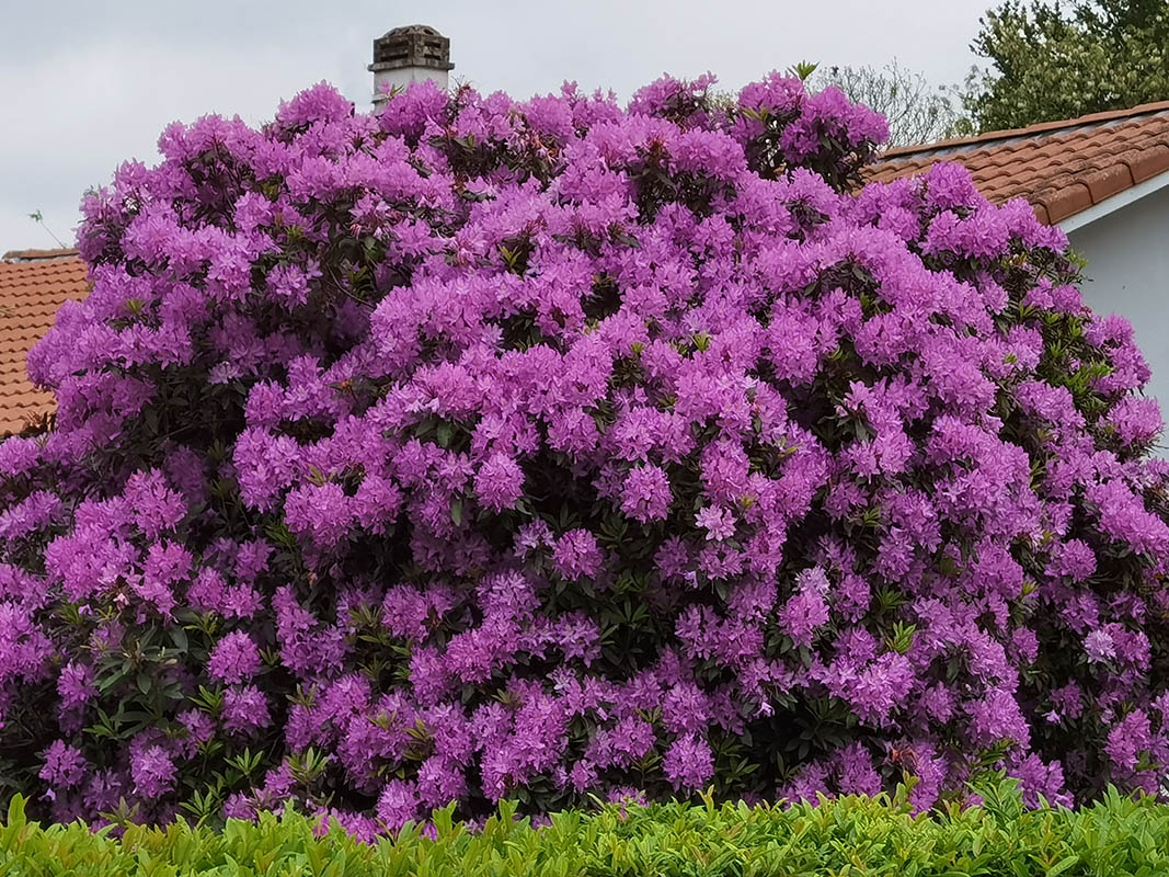 Rhododendron ponticum